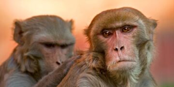 A scuola da un macaco!